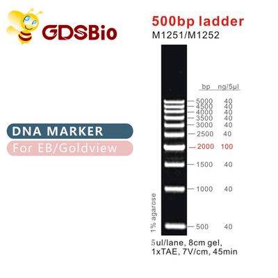 نشانگر DNA نردبانی 500bp M1251 (50μg)/M1252 (5×50μg)